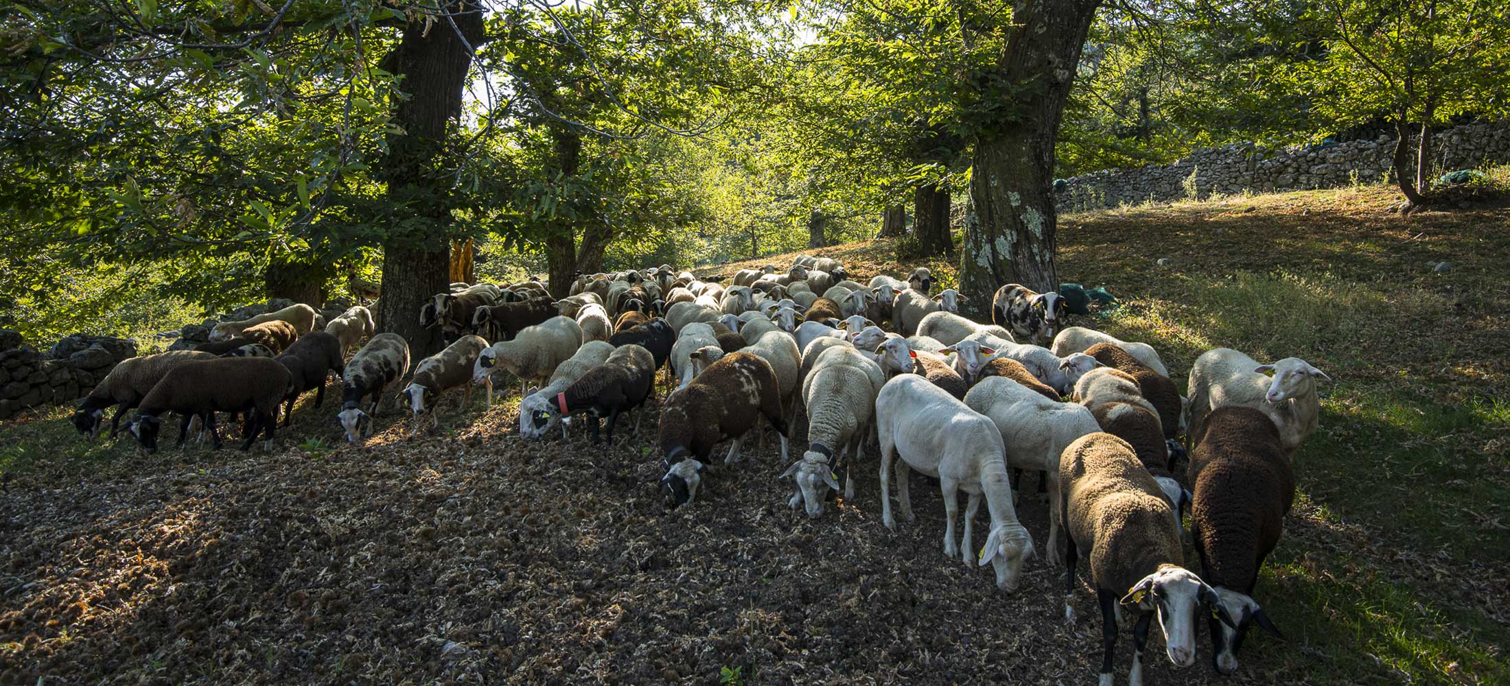 Châtaigneraie en Ardèche