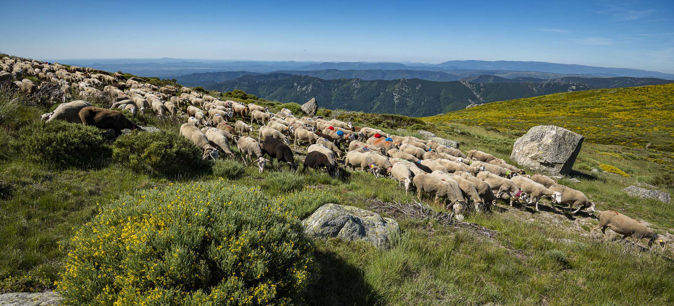 Pâturage en Ardèche